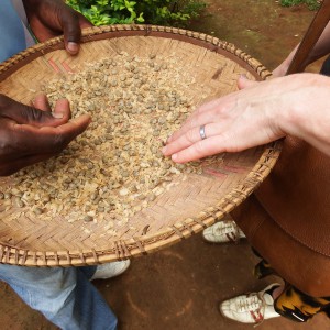 hoornvlies verwijderen van de koffieboon
